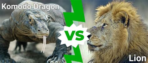 Komodo Dragon vs Lion: Who Would Win in a Fight? - IMP WORLD