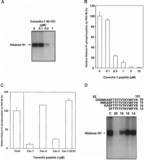 The Caveolin Scaffolding Domain Inhibits The Serine Threonine Kinase