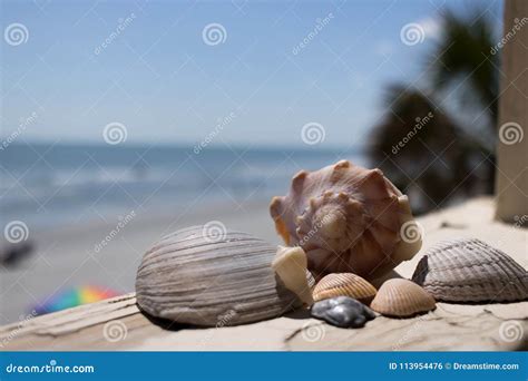 Sea Shells Found Near Garden City Nc Stock Photo Image Of Partial