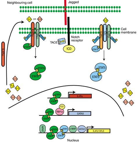 Signalling In T Cell Lineage Commitment Multiple Pathways Are