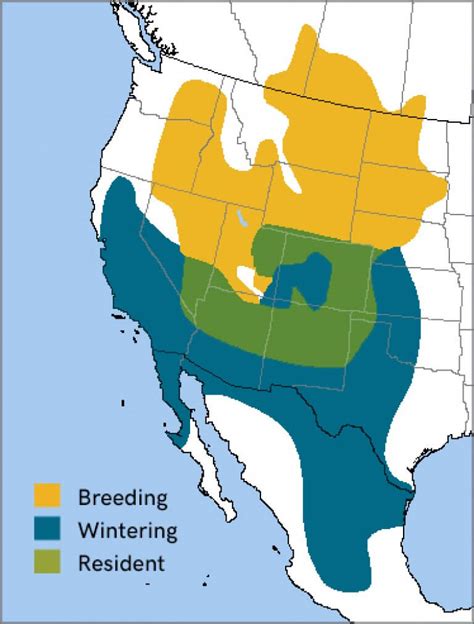 Ferruginous Hawk - American Bird Conservancy