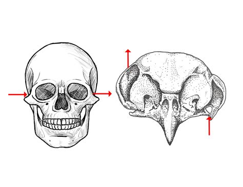 A Little Diagram I Made Showing How Owls Have Evolved An Asymmetrical