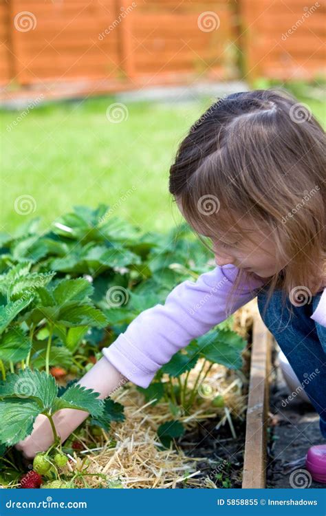 Colheita Da Fruta Imagem De Stock Imagem De Jardim Caucasiano