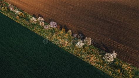 Foto Aerea Di Piccoli Frutteto Con Pochi Alberi Tra Campi Coltivati In