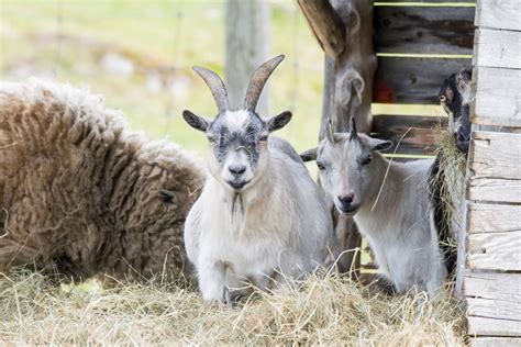 Free Images : wildlife, horn, mammal, fauna, goats, canada, vertebrate ...