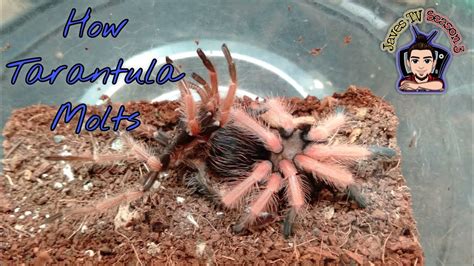 Brachypelma Boehmei Molting Time Lapse Youtube