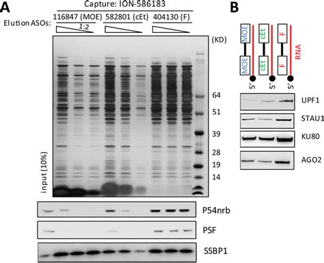 F Ps Aso Associates With More Intracellular Proteins Than Do Moe Or