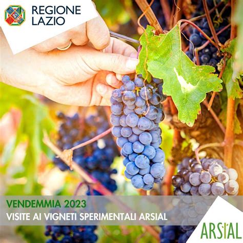 Vendemmia Al Via Le Visite Al Vigneti Sperimentali Arsial