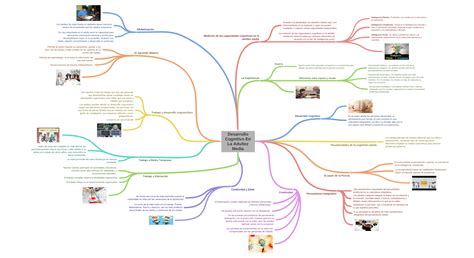 Desarrollo Cognitivo En La Adultez Media Coggle Diagram