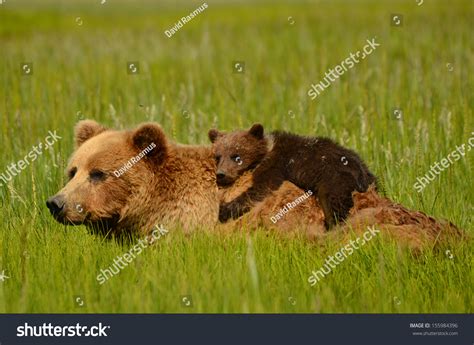 Coastal Brown Bears Stock Photo 155984396 : Shutterstock