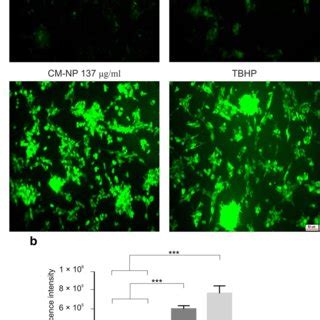 The Effects Of Curcumin CM And Curcumin Encapsulated Noisome