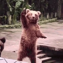 waving bear animated gif
