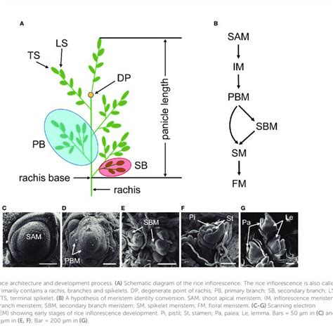 Pdf Genetic And Molecular Pathways Controlling Rice Inflorescence