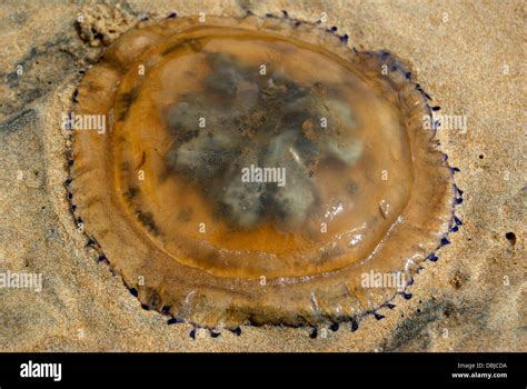 Jellyfish Fossil Hi Res Stock Photography And Images Alamy