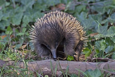 Short-beaked Echidna - The Australian Museum