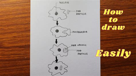 How To Draw Diagram Of Nutrition In Amoeba Easily Step By Step Nutrition In Amoeba Diagram