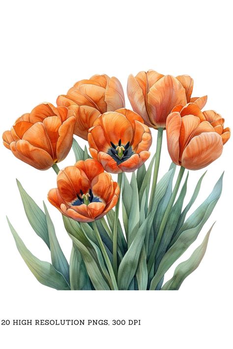 Watercolor Orange Tulips Clipart Pack Pngs Beautiful Summer Spring