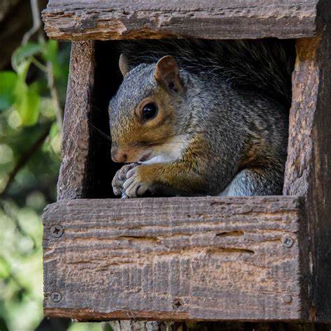 Bird Feeder 2 Sid Squirrel Caught In The Act In A Bird F Flickr