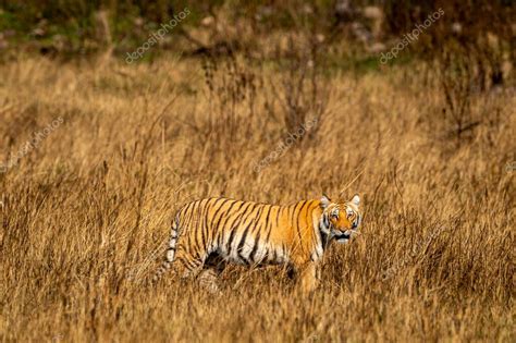 Hembra Salvaje Tigre De Bengala O Pantera Tigris Tigris Perfil Lateral