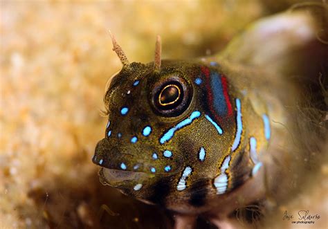 Blenny | Animals, Fish pet, Pets