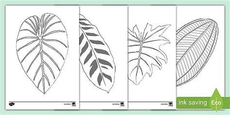 Rainforest Leaves Colouring Pack Mindfulness Colouring Color