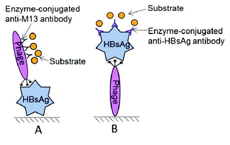 Phage Elisa For Detecting Hepatitis B Virus Surface Antigen Hbsag