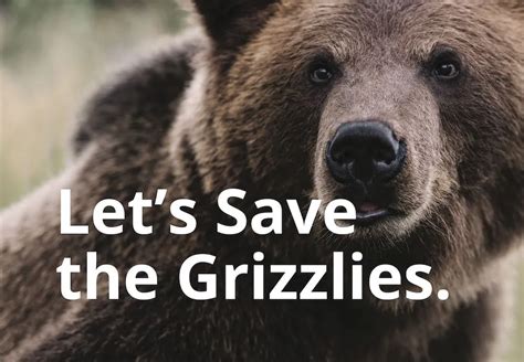 Save The Yellowstone Grizzly Non Profit Organization