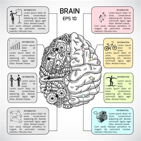 Hemisferios Cerebrales Esbozo Infogr Fico Vector Premium