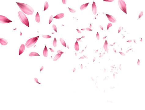 Rosa sakura cayendo pétalos de fondo Vector Premium