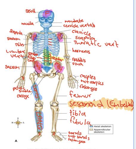 Skeletal System Flashcards Quizlet