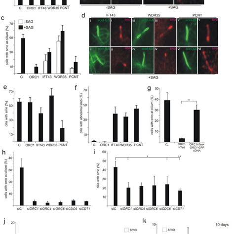 Orc Meier Gorlin Syndrome And Ift Sensenbrenner Syndrome Fibroblasts