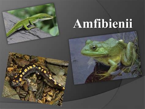 Amfibienii | PPT