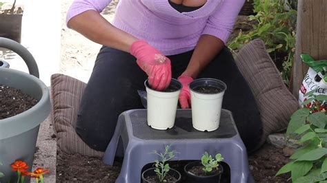 How To Plant Peas In Containers The Chefs Garden Youtube