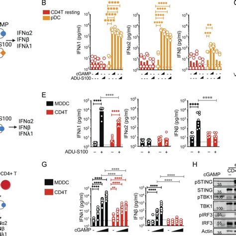 Transcriptional Profile Of Cd T Cells Expressing Rela Or Rela K R