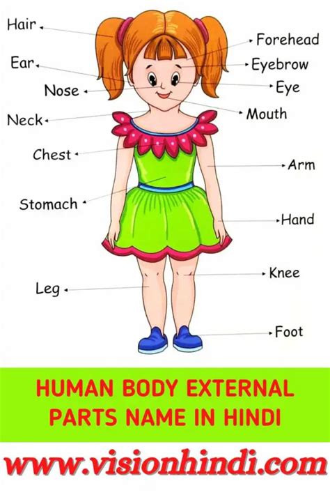 शरीर के सभी 100 अंगों के नाम।Human Body Parts Name In Hindi And English