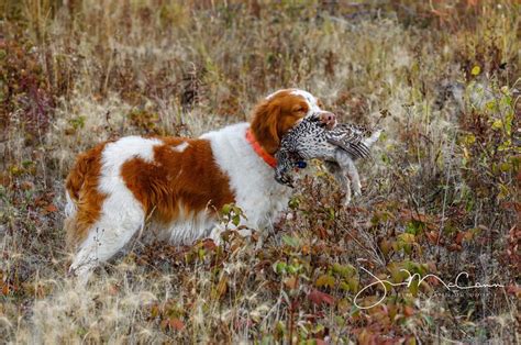 189 Sharp Tailed Grouse With Jim McCann Birdshot Podcast