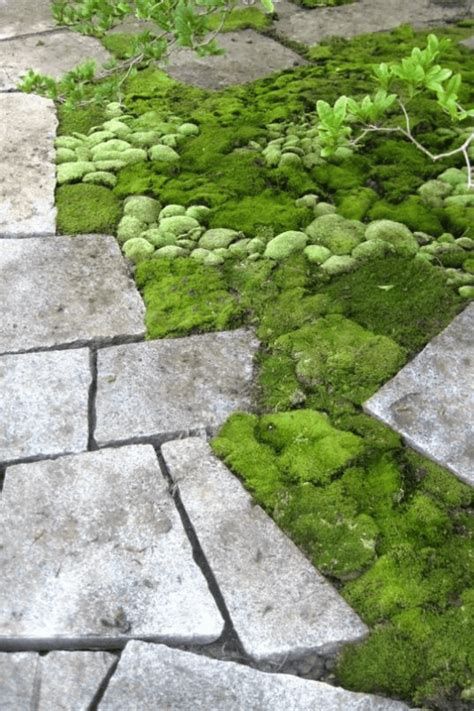 Moss Acres - The Nursery for all Things Moss Gardening | PITH + VIGOR