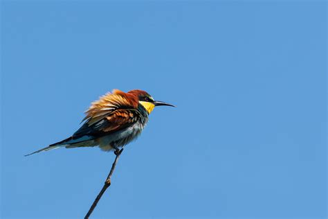 Vögel zu Lande Wasser und in der Luft Seite 53 Tier Natur