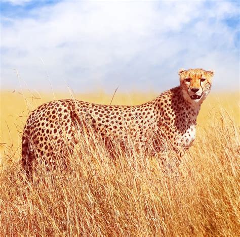 Gepard W Afryka Skiej Sawannie Afryka Tanzania Serengeti Park