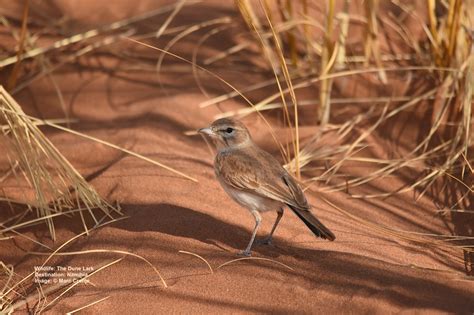 10 Rare Birds Worth The Search In Surprising Namibia — Destination