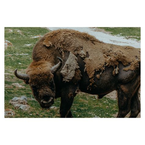 Bison Highland Wildlife Park Kingussie Scotland Flickr