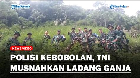 Polda Sumut Kebobolan 3 Hektare Ladang Ganja Di Mandailing Natal