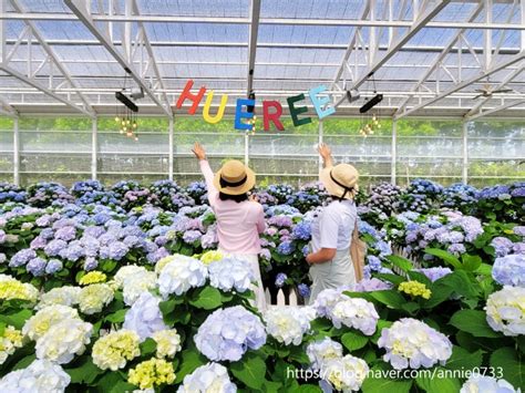 제주 5월 여행 제주도 휴애리 수국축제 기본정보 카페 및 입장료 네이버 블로그