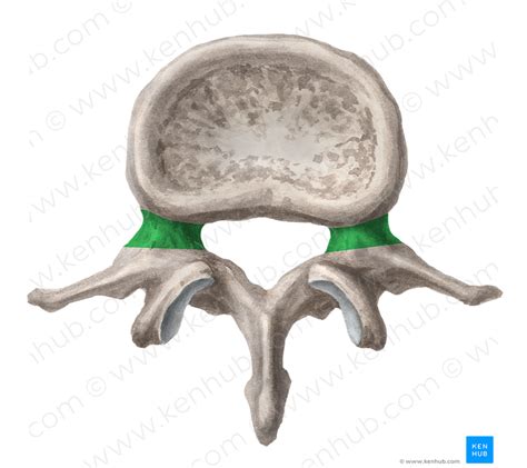 Pedicle of vertebral arch (#7823) – Kenhub Image License Store