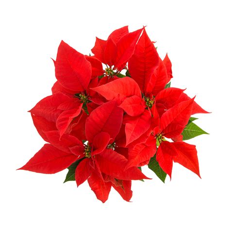 Christmas Flower Poinsettia Holiday Photos Creative Market