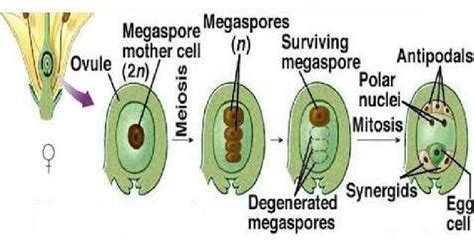 Choose The Correct Statements Statement 1 In A Mature Embryo Sac Egg Apparatus Is Situated