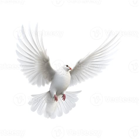 White Dove Flying With Wings Wide Open Isolated On A Transparent