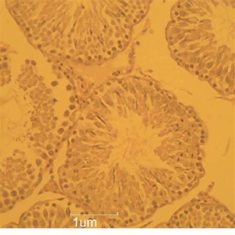 C Histological Photomicrograph Of The Testis Stained With H E