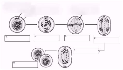 Mitosis Cycle Diagram | Quizlet