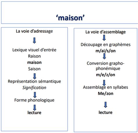 Modèle de double voie en lecture Cartes Quizlet